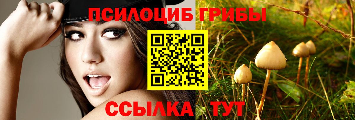 Галлюциногенные грибы Psilocybe Архангельск